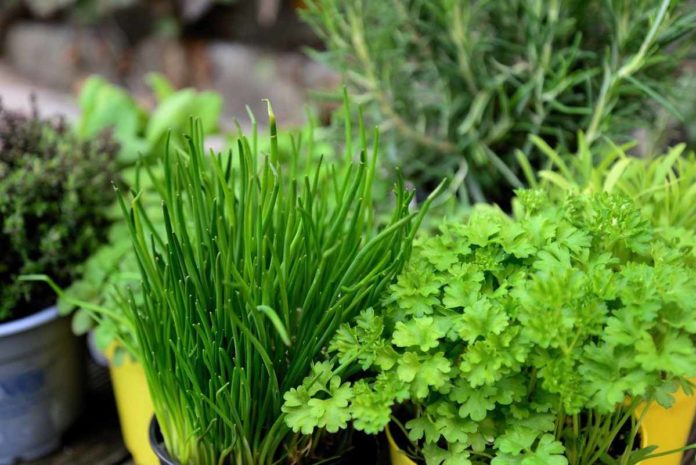 Best Herbs For Container Gardening
