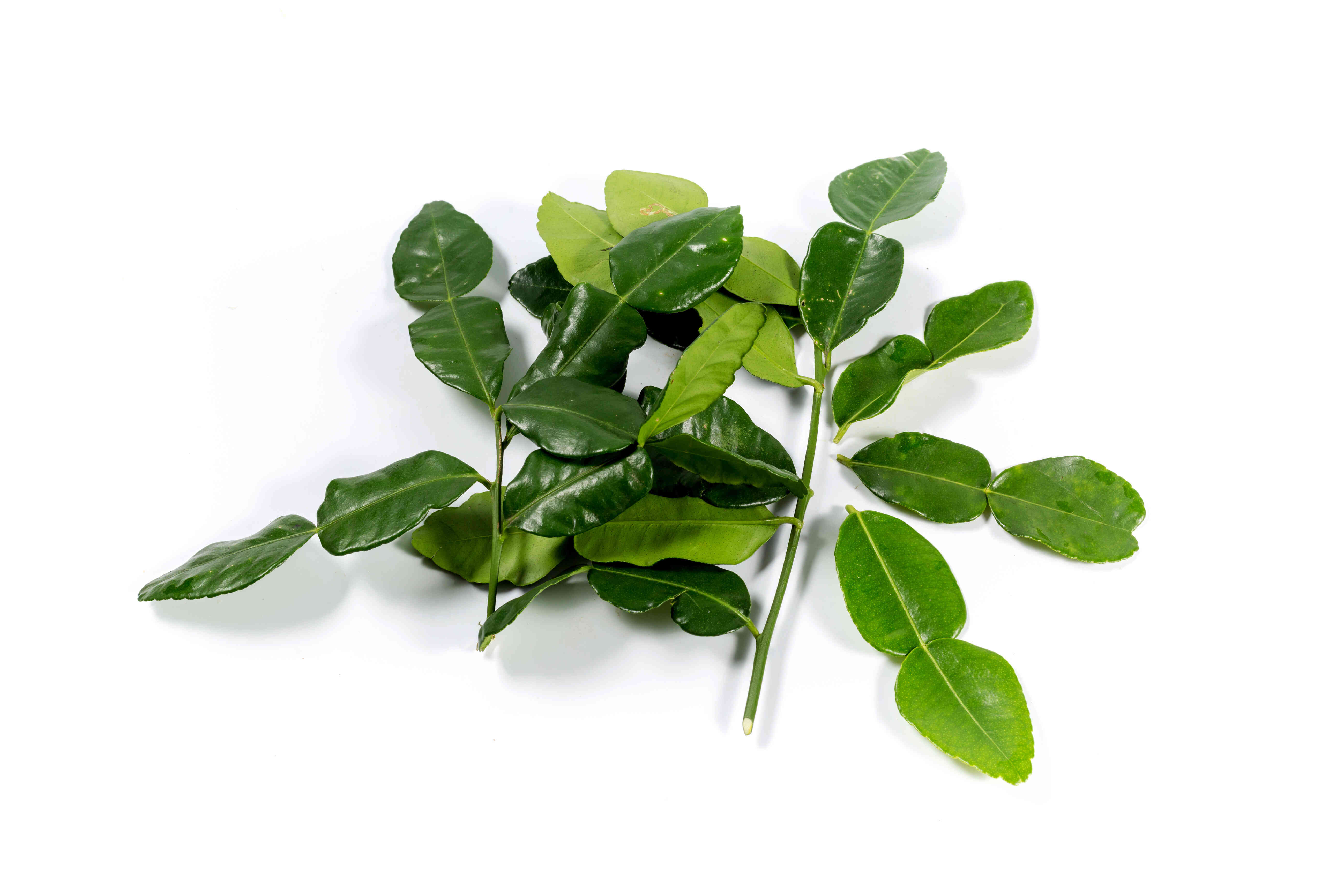 Kaffir Lime Leaf