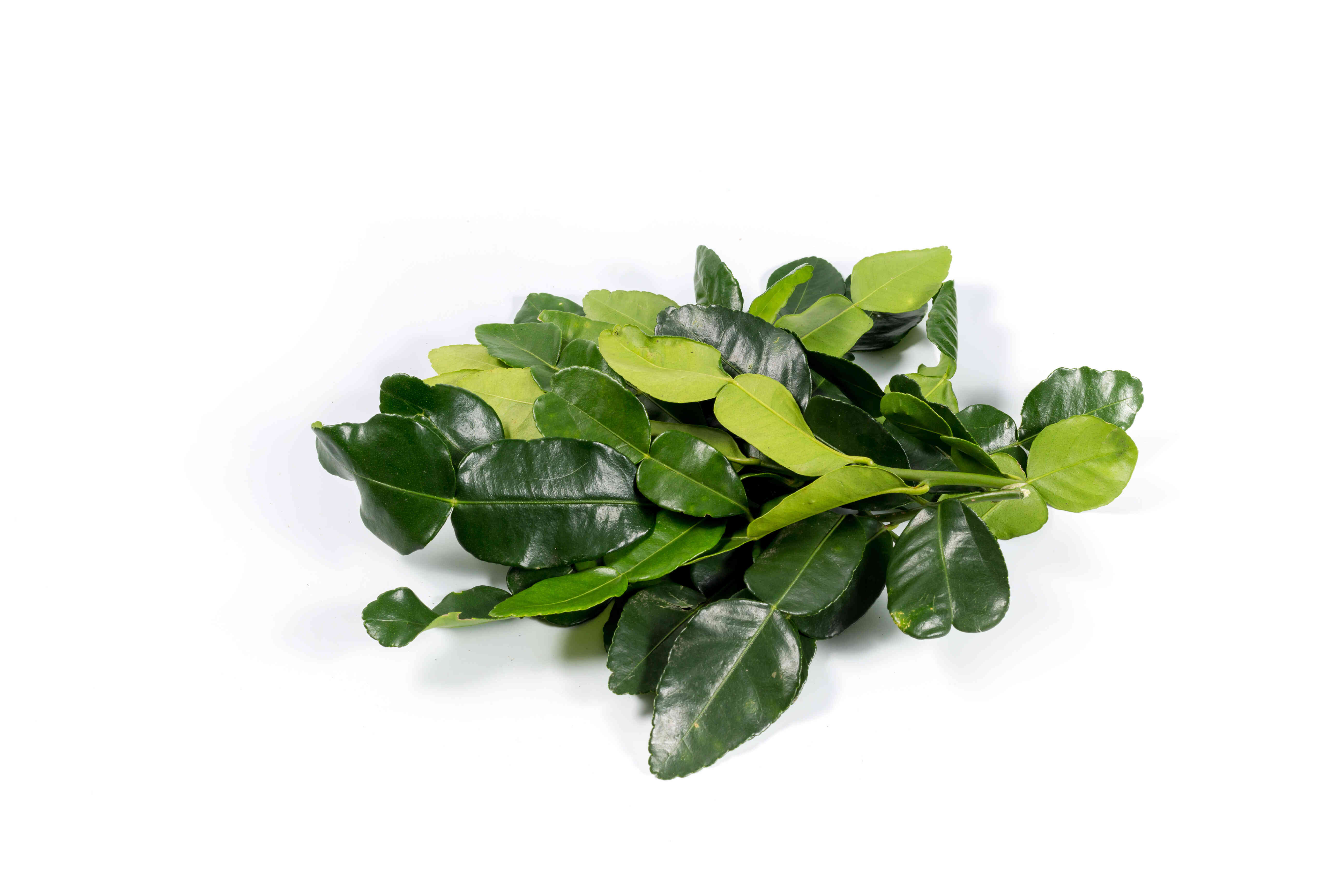 Kaffir Lime Leaf