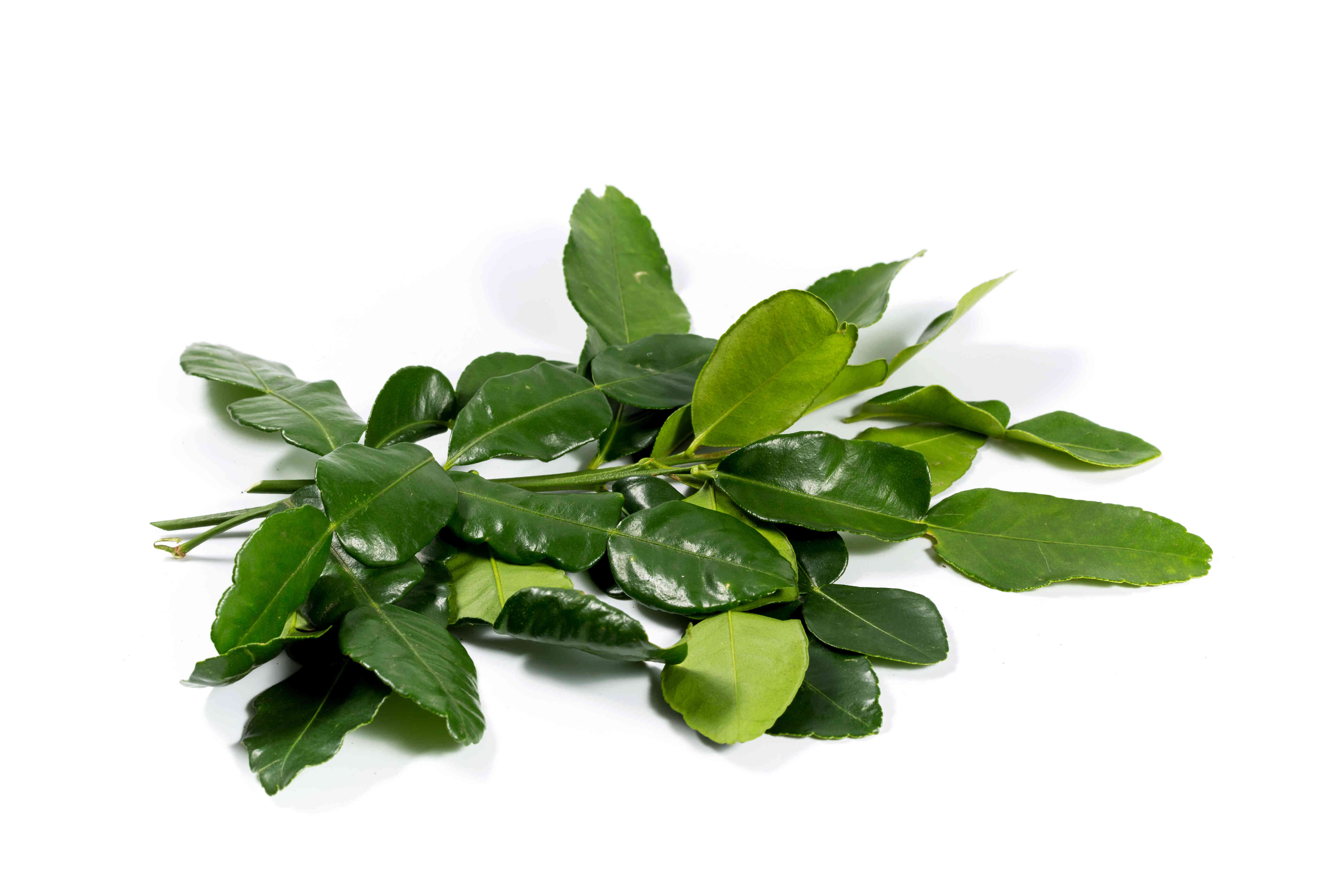 Kaffir Lime Leaf