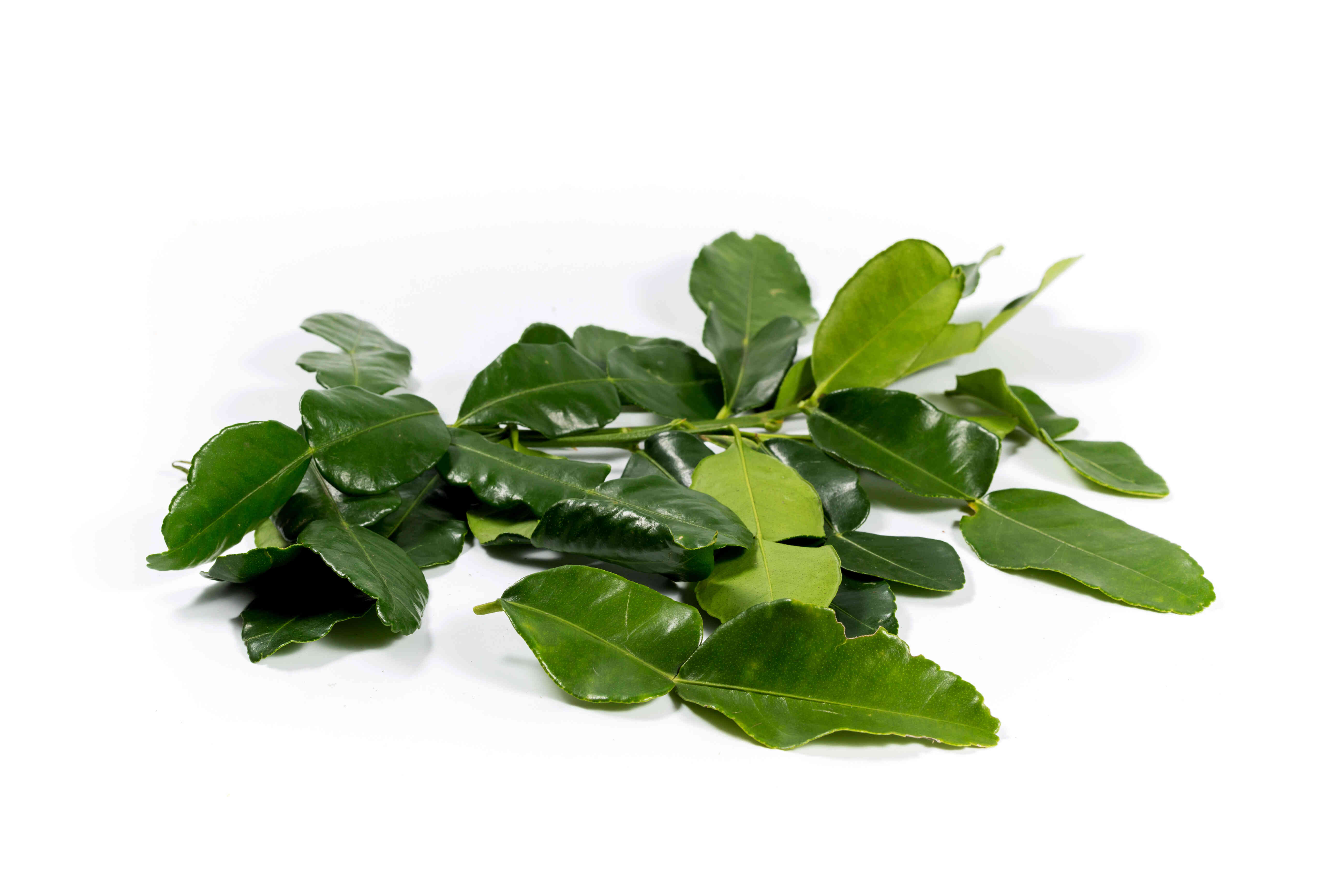 Kaffir Lime Leaf